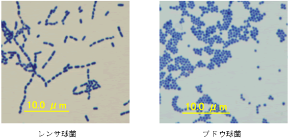 グラム陽性菌の例